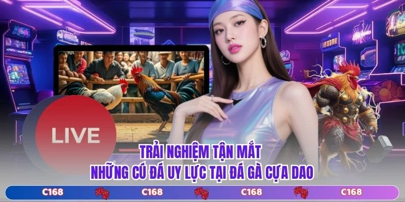 Trải nghiệm tận mắt những cú đá uy lực tại Đá Gà Cựa Dao